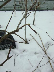 Укорачивание ветви с оставлением плодухи