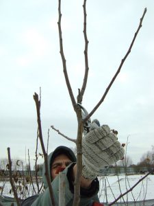 Удаление конкурирующего побега