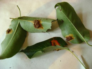 Ржавчинный гриб на листьях груши