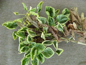 1-липа - последствия гербицидов - листья-лодочки