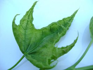 2-листья клёна - последствия гербицидов