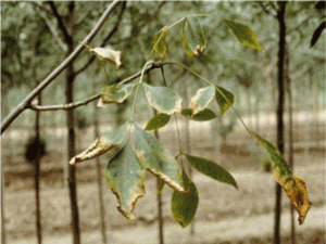 Увядание листьев ясеня - вертициллиоз