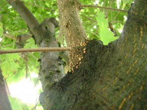 спороношение-возбудителя-на-клёне---гриб-Tubercularia-vulgaris