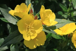 Борьба с вредителями и болезнями цветочных растений в саду