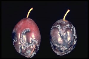Шарка сливы - вирус Plum pox potyvirus