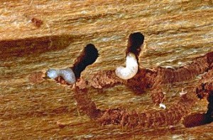 Личинки жука короеда