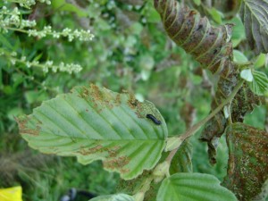 Личинка-ольхового-листоеда