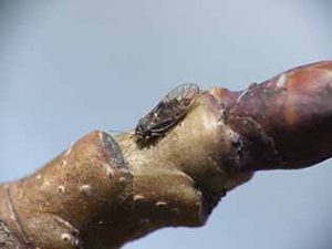 Медяница грушевая - взрослое насекомое